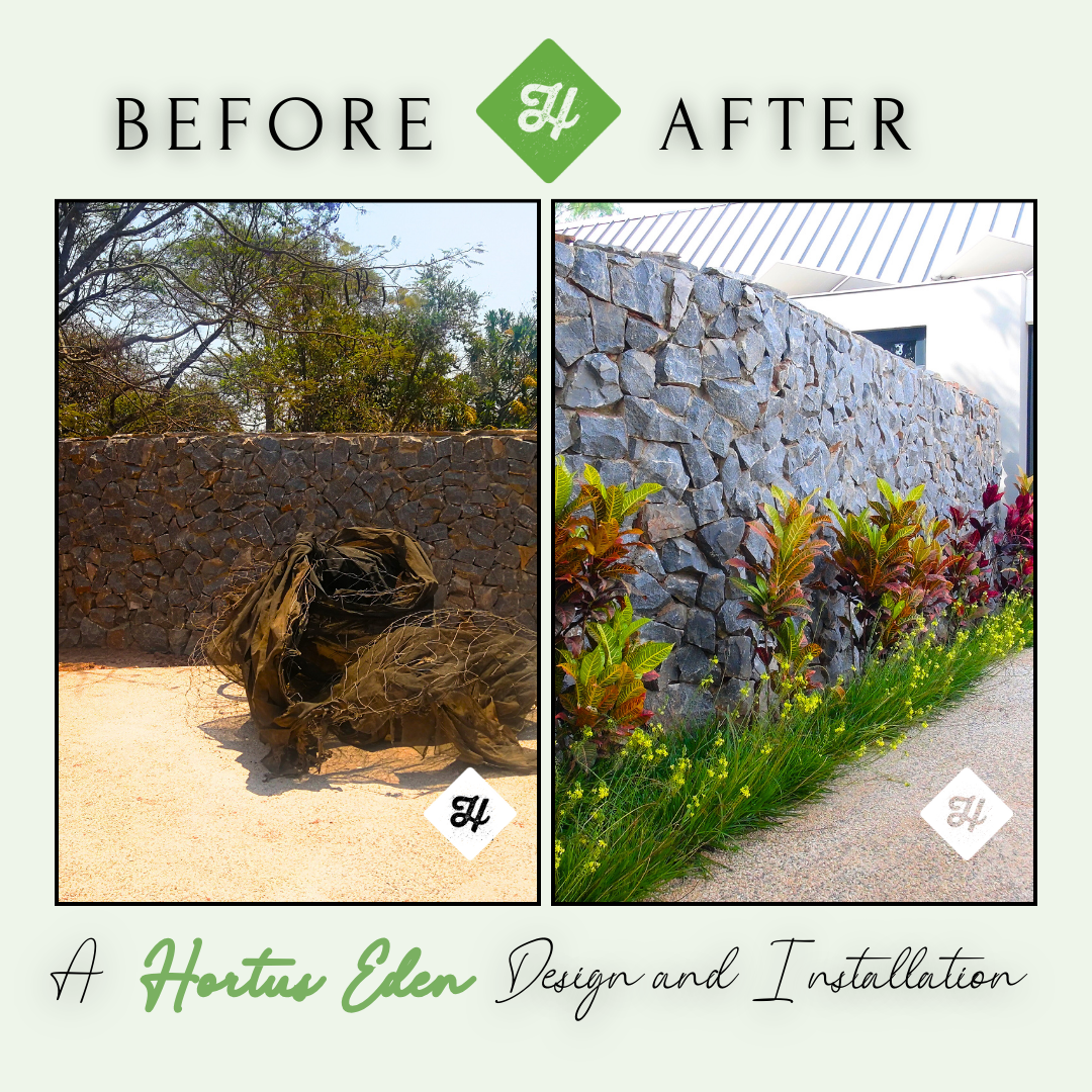 Garden Before & After Landscaping